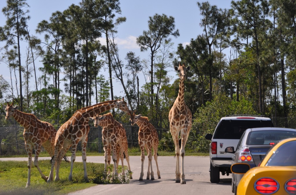 Ponto Miami O que fazer em Miami Lion Country Safari 3