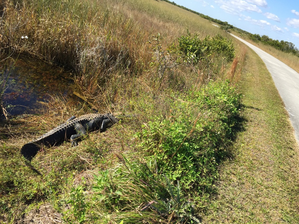 Ponto Miami O que fazer em Miami Shark Valley 2