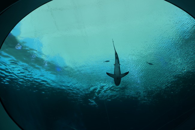 Ponto Miami O que fazer em MIami Frost Science 006